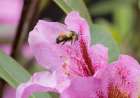 Washington State. Fuzzy-horned bumblebee in-flight approaching a pink rhododendron blossom Art Print